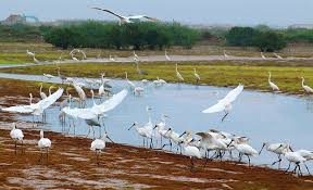Xuan Thuy National Park Bird Watching Tour 2 Days